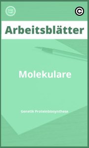 Molekulare Genetik Proteinbiosynthese Arbeitsblätter Lösungen PDF